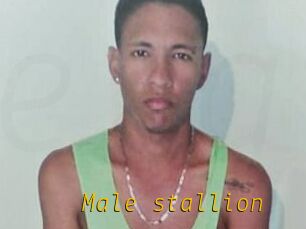 Male_stallion