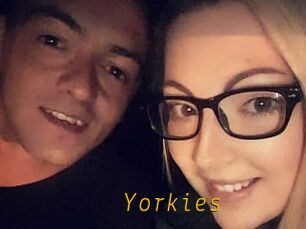 Yorkies